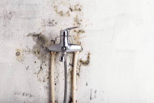 Best Fast Mold Removal  in Dunwoody, GA