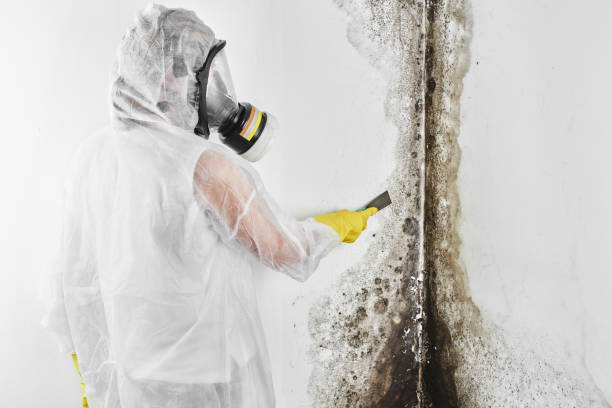 Best Residential Mold Removal  in Dunwoody, GA