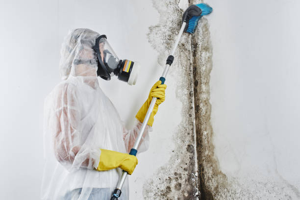 Best Mold Testing  in Dunwoody, GA