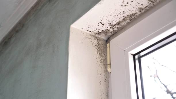 Best Emergency Mold Removal  in Dunwoody, GA