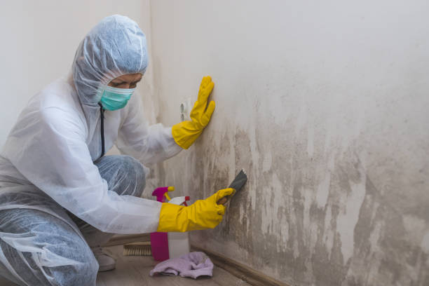 Best Toxic Mold Removal  in Dunwoody, GA