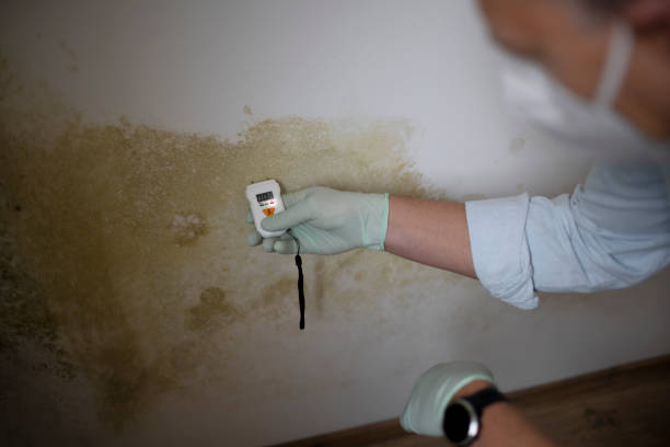 Best Mold Testing  in Dunwoody, GA