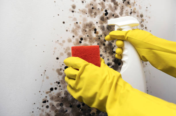 Best Same-Day Mold Removal  in Dunwoody, GA