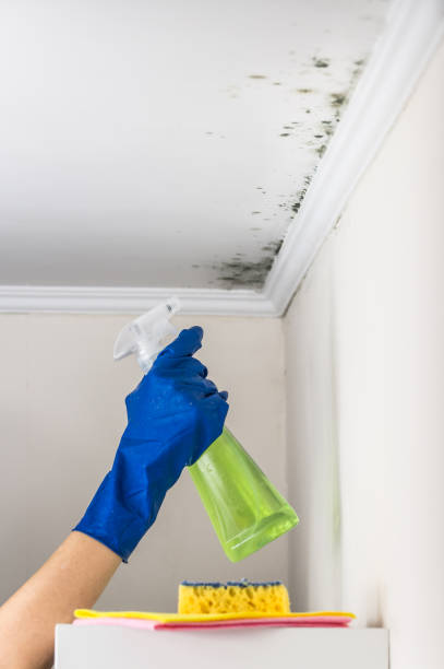 Best Affordable Mold Removal  in Dunwoody, GA